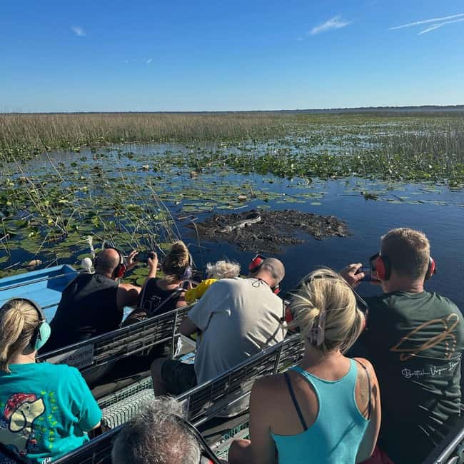 Kissimmee: Everglades Alligator and Wildlife Airboat Tour - Looking for alligators, herons, and bald eagles