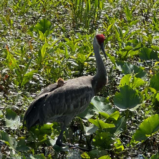 Kissimmee: Everglades Alligator and Wildlife Airboat Tour - The baby gator encounter at the end