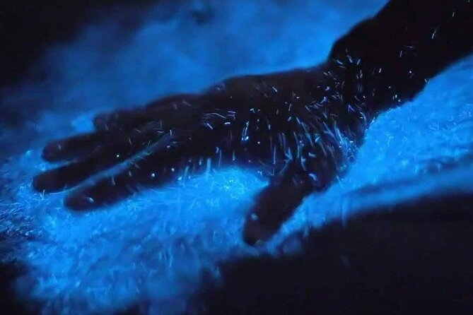Magic After Dark Bioluminescence Kayak Tour Orlando - Key points at a glance