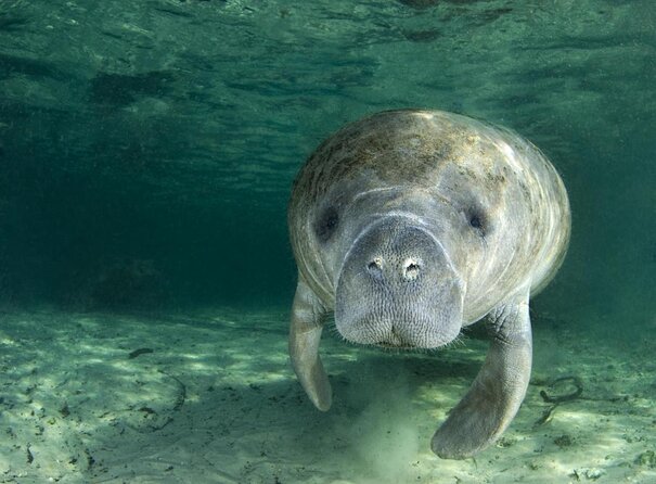 Manatee Snorkeling Adventure Tour with Lunch & Hotel Pickup - Key points to know before booking