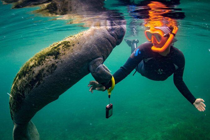 Manatee Snorkeling Adventure Tour with Lunch & Hotel Pickup - When the Withlacoochee airboat ride is worth adding