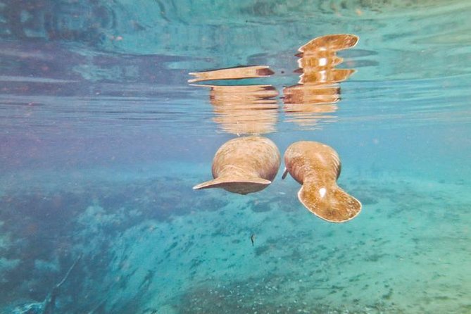 Manatee Snorkeling Adventure Tour with Lunch & Hotel Pickup - What $169 covers, and where extra costs appear