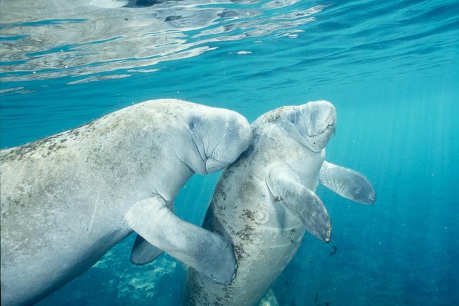 Manatee Snorkeling Adventure Tour with Lunch & Hotel Pickup - Who will enjoy this outing most