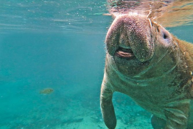 Manatee Snorkeling Adventure Tour with Lunch & Hotel Pickup - How to prepare for a better manatee day