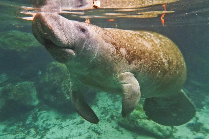 Manatee Snorkeling Adventure Tour with Lunch & Hotel Pickup - Booking, cancellations, and practical limits