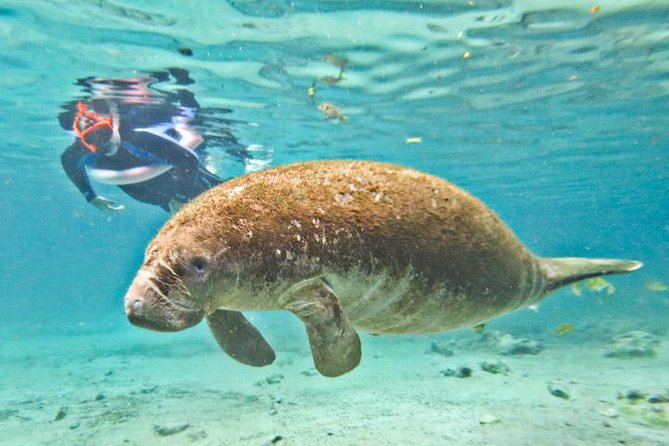 Manatee Snorkeling Adventure Tour with Lunch & Hotel Pickup - The early Orlando pickup and small-group setup