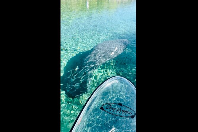 Manatees, Monkeys and Florida Natural Spring Adventure Tour - Key points to know before you book