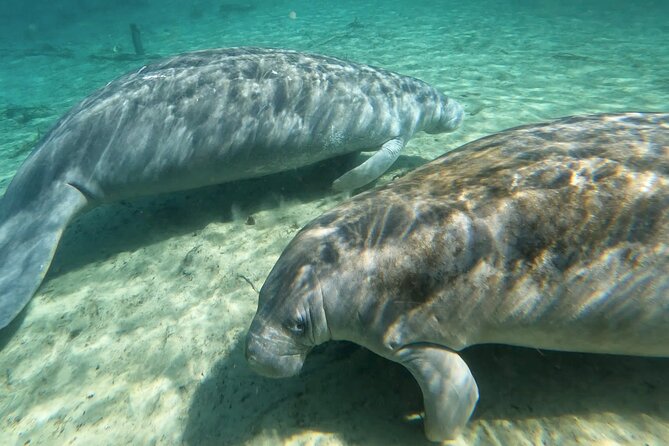 Manatees, Monkeys and Florida Natural Spring Adventure Tour - What happens during the introductory lesson