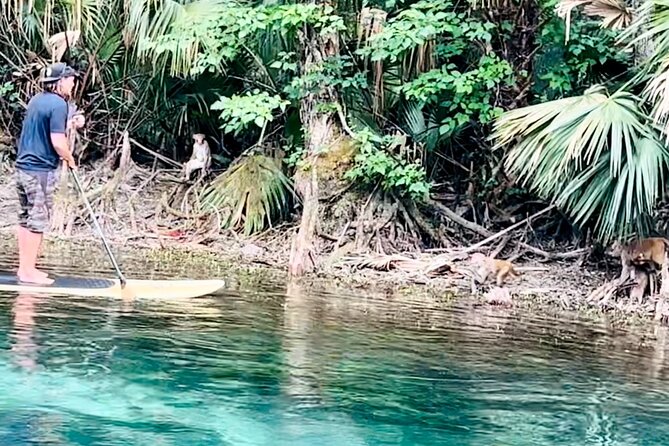 Manatees, Monkeys and Florida Natural Spring Adventure Tour - The wider Silver Springs River and its manatees