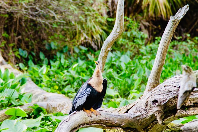 Manatees, Monkeys and Florida Natural Spring Adventure Tour - What the strongest praise tells you