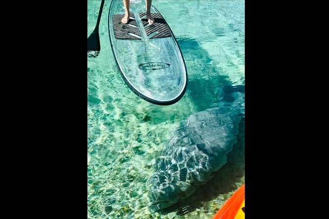 Manatees, Monkeys and Florida Natural Spring Adventure Tour - Who will get the most from this paddle?