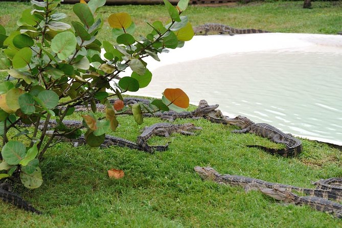 One-Hour Airboat Ride Near Orlando - A real Florida wetlands ride, not a theme-park stunt