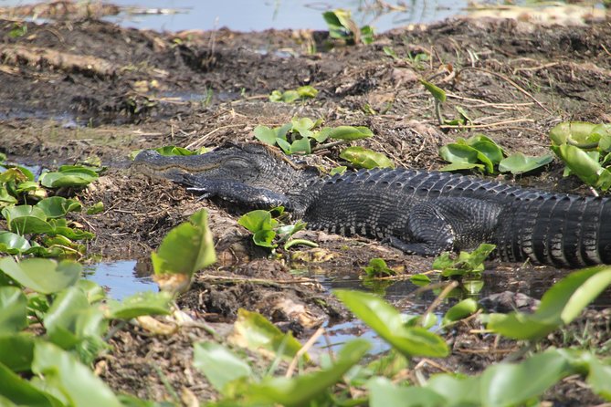 One-Hour Airboat Ride Near Orlando - What the 60-minute boat ride feels like