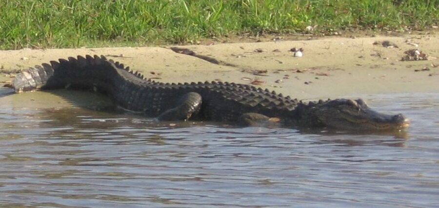Orlando: Airboat Ride Tour with Hotel Pickup - Key points to know before booking