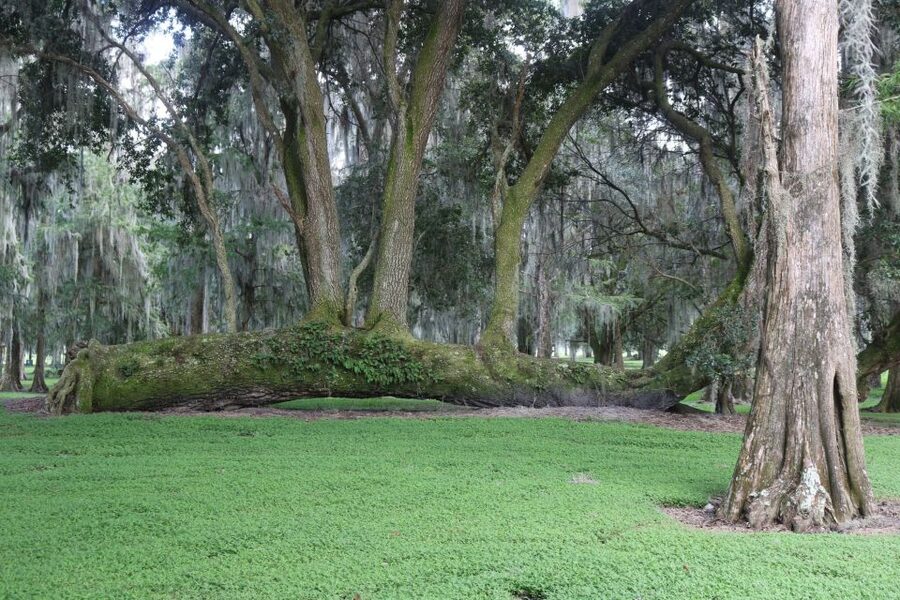 Orlando: Airboat Ride Tour with Hotel Pickup - Who will enjoy this outing most