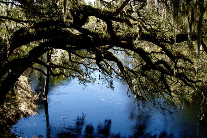 Orlando Alligator Experience - Who should choose this river trip?