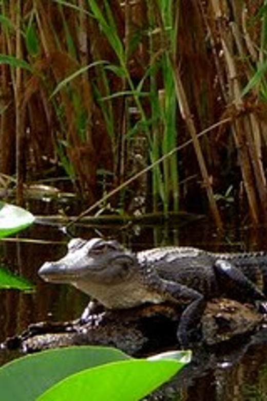 Orlando Alligator Experience: Day-Trip From Orlando - A wild river day trip close to Orlando