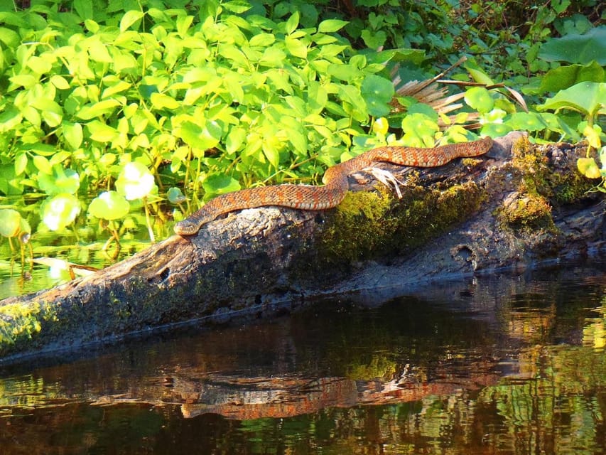 Orlando Alligator Experience: Day-Trip From Orlando - Beaches, swimming, and short hikes