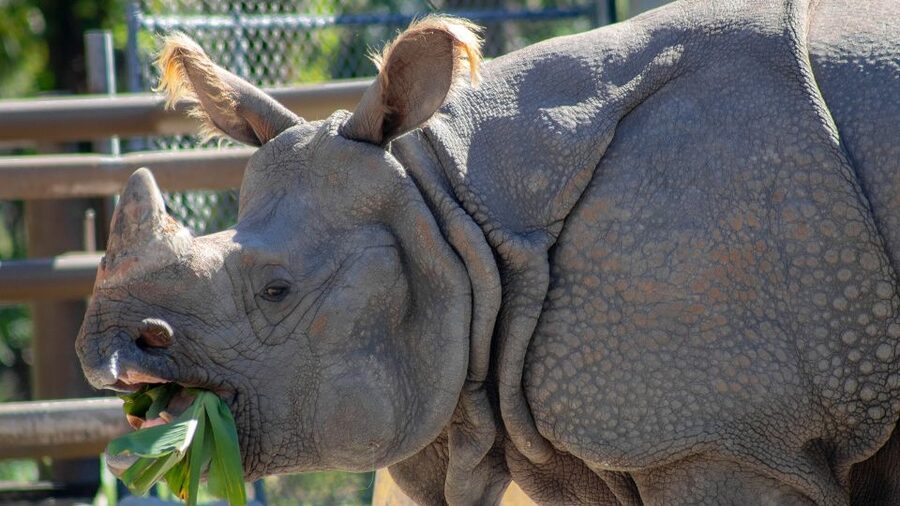 Orlando: Central Florida Zoo Skip-the-Line Ticket - Food, breaks, and managing a hot day
