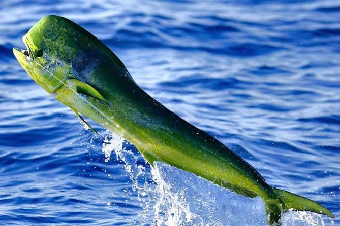 Orlando Deep Sea Fishing Charter - The restroom question and what to bring