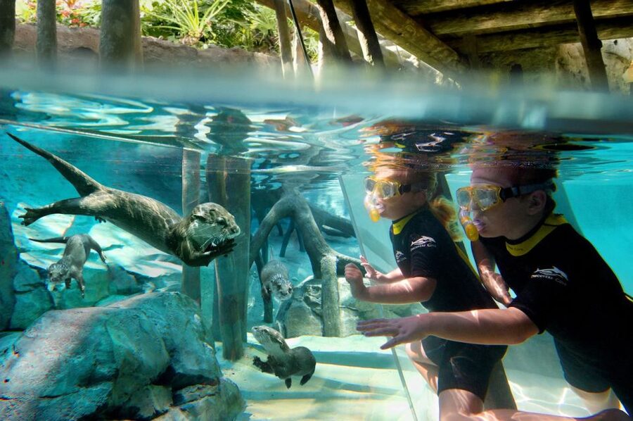 Orlando: Discovery Cove Admission Ticket & Additional Parks - Key points to know before booking