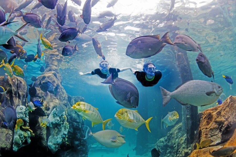 Orlando: Discovery Cove Admission Ticket & Additional Parks - The Wind-away River takes you through the resort