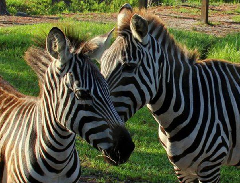 Orlando: Everglades Airboat Ride and Wildlife Park Ticket - Why this is worth leaving Orlando for