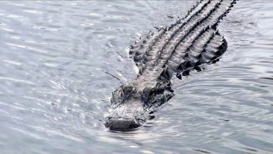 Orlando: Everglades Airboat Ride and Wildlife Park Ticket - What you might see on the water
