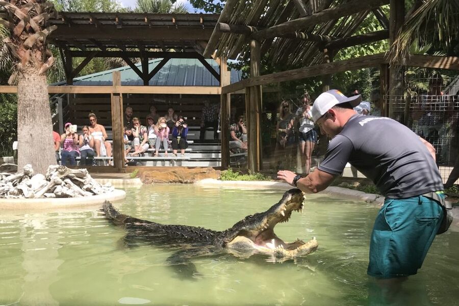 Orlando: Everglades Airboat Ride and Wildlife Park Ticket - Shows, food, and the 500-foot dock