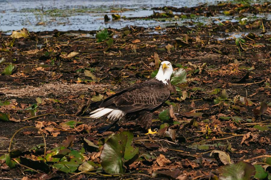 Orlando: Florida Everglades Wildlife Airboat Tour - The first run across the wet prairie