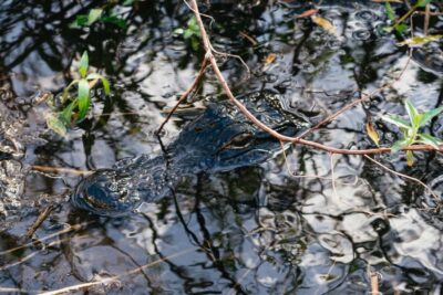 Florida Everglades Wildlife Airboat Tour