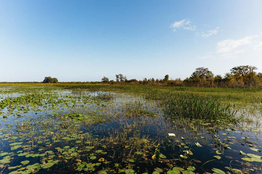 Orlando: Florida Everglades Wildlife Airboat Tour - Birds, turtles, and the wildlife beyond alligators