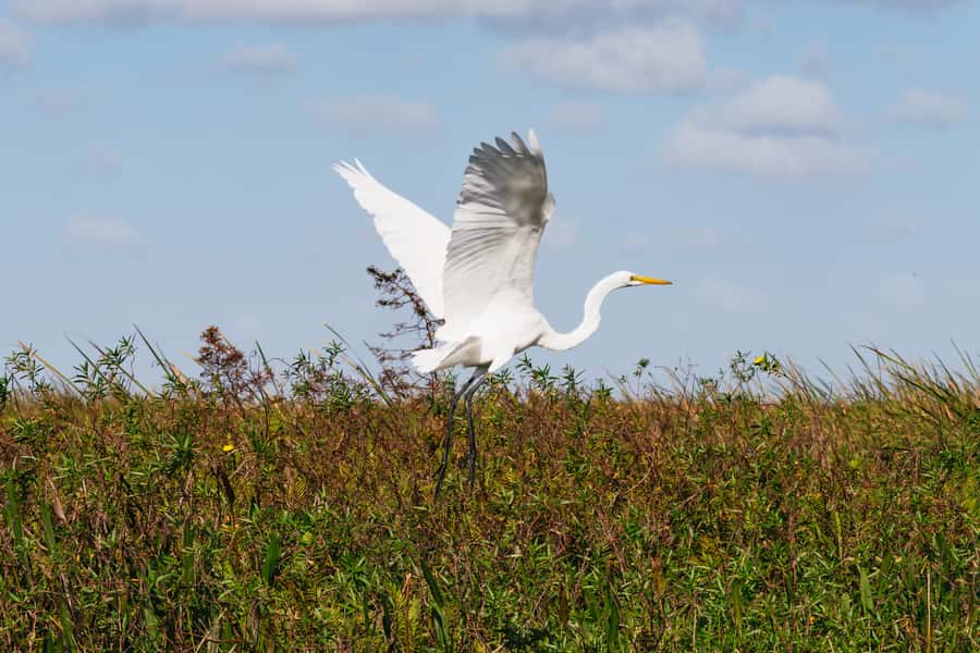 Orlando: Florida Everglades Wildlife Airboat Tour - The captains make the difference
