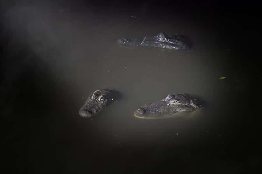 Orlando: Gatorland Flashlight Tour at Night - Finding alligators with a flashlight