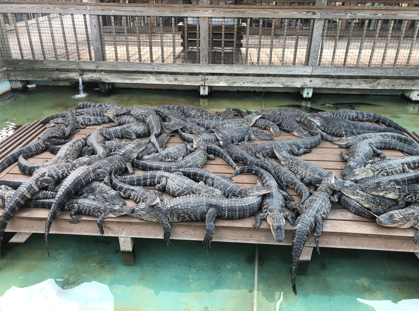 Orlando: Gatorland Zipline Adventure w/ Full-Day Park Access - FAQ