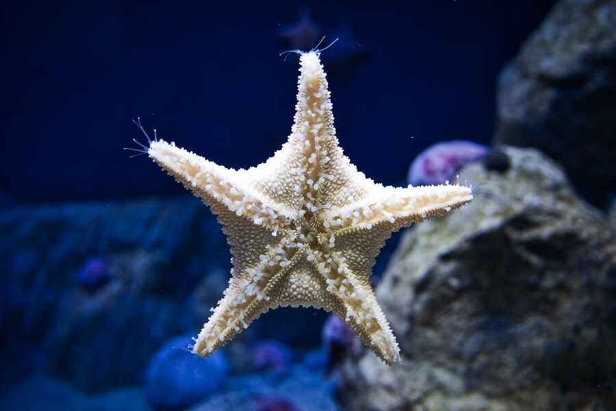 Orlando: Madame Tussauds and SEA LIFE Aquarium Combo Ticket - Why this combo works in Orlando