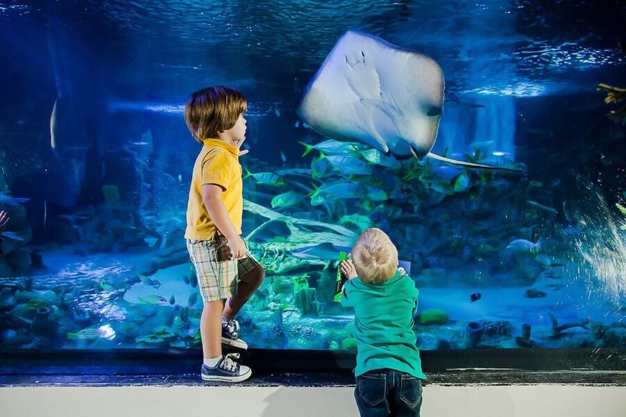 Orlando: Madame Tussauds and SEA LIFE Aquarium Combo Ticket - The coastal rock pool and Ted the turtle