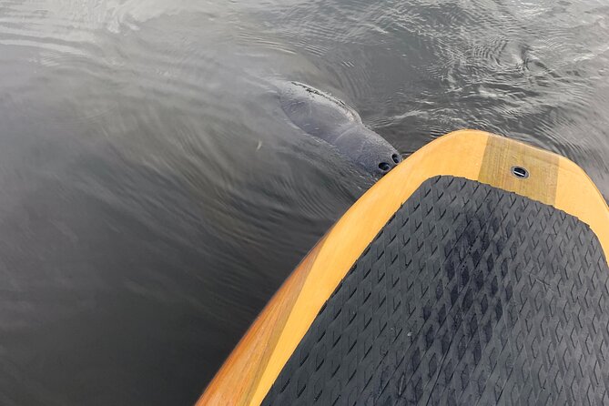 Orlando Manatee and Olde Florida History Adventure Tour - Weather, cancellations, and planning around Florida conditions