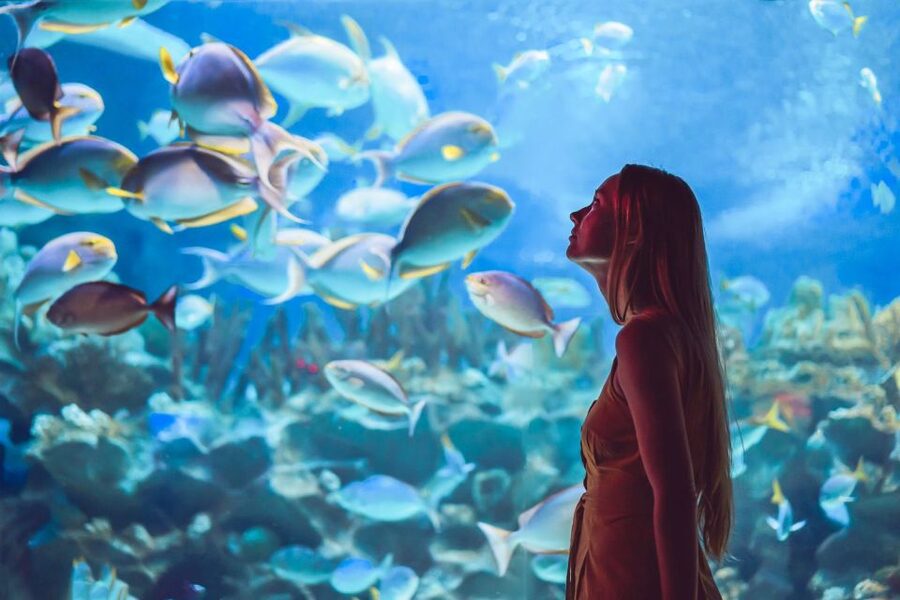 Orlando: SEA LIFE Orlando Aquarium - Key points to know before you go
