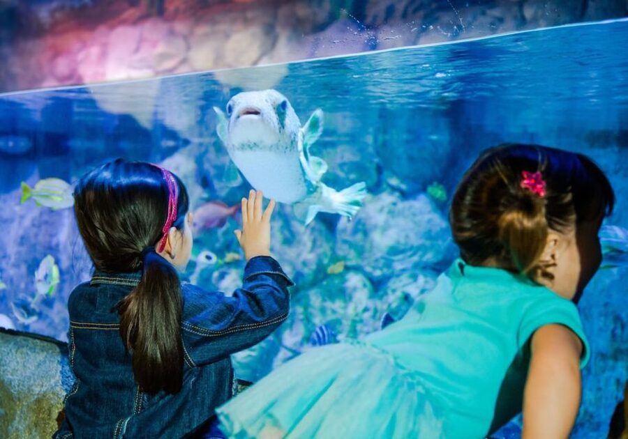 Orlando: SEA LIFE Orlando Aquarium - The 360-degree tunnel is the main event