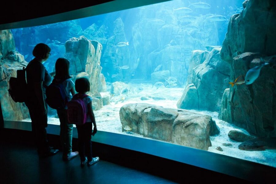 Orlando: SEA LIFE Orlando Aquarium - Ted and Chely give the aquarium a personal story