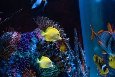 SEA LIFE Orlando Aquarium