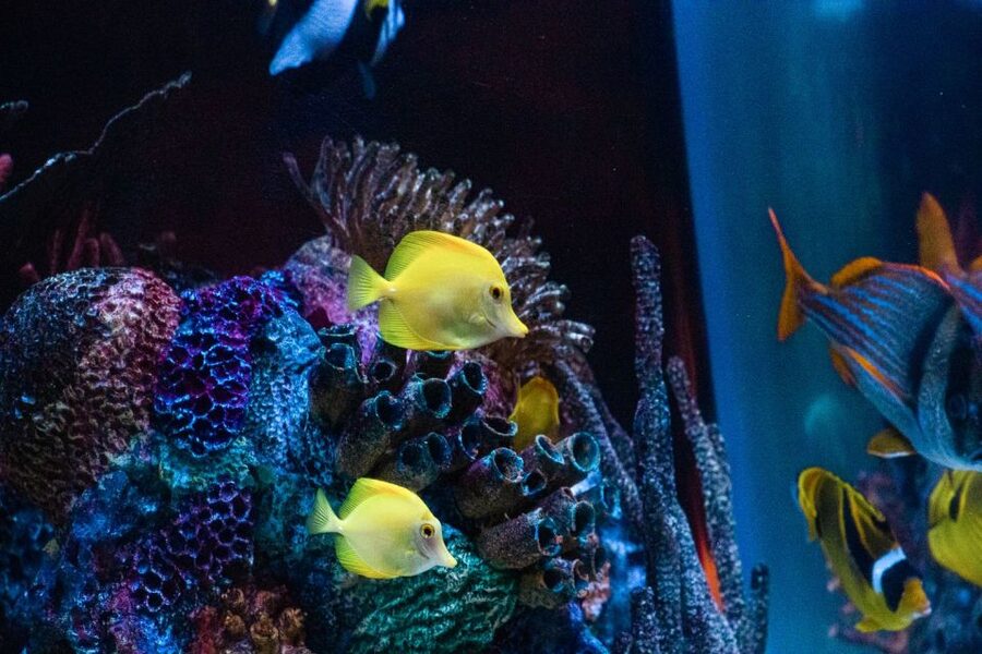 Orlando: SEA LIFE Orlando Aquarium - The coastal rock pool puts you within fingertip range