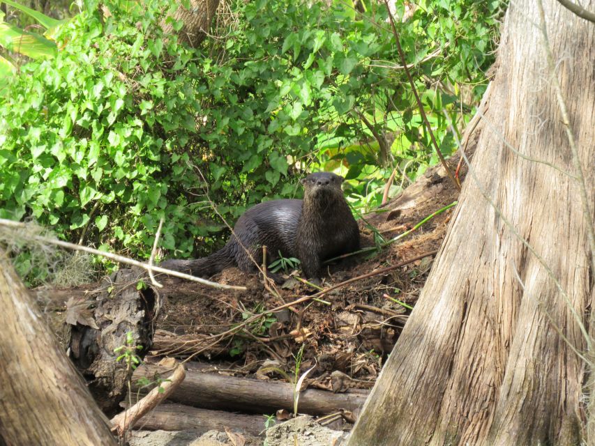 Orlando: Small Group Rock Springs Run Kayak Tour - What beginners should realistically expect