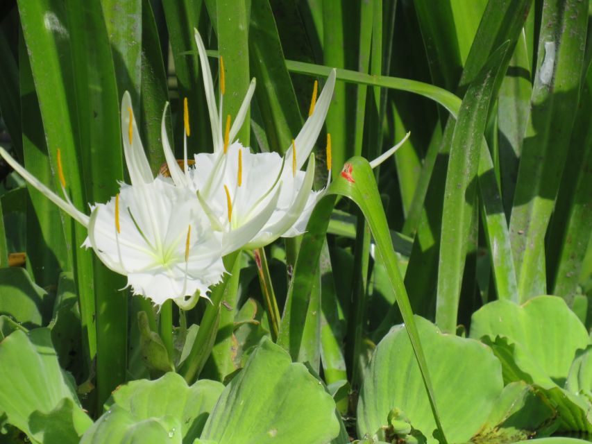 Orlando: Small Group Rock Springs Run Kayak Tour - Wildlife watching without the theme-park script