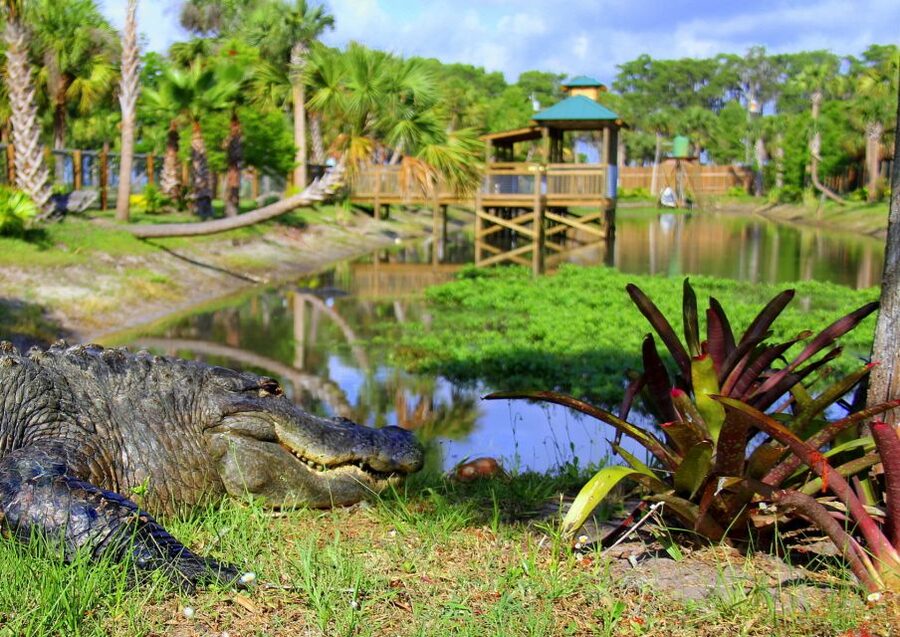 Orlando: Wild Florida Airboat Ride with Hotel Pickup & Lunch - What the 30 minutes on the water really gives you