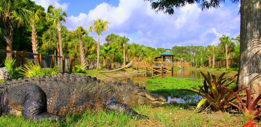 Orlando: Wild Florida Park Ticket and Gator Shows - Key points to know before you go