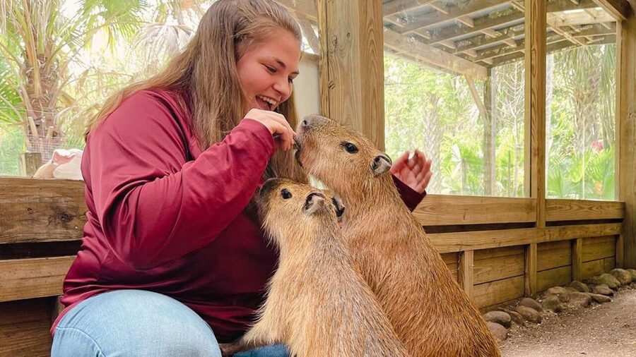 Orlando: Wild Florida Park Ticket and Gator Shows - Walking the 500-foot sightseeing dock