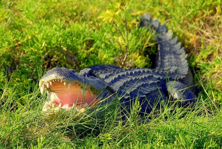 Orlando: Wild Florida Park Ticket and Gator Shows - Food, shopping, and the shape of the visit