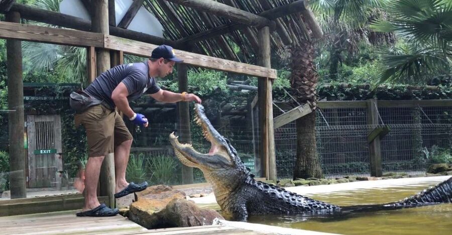 Orlando: Wild Florida Park Ticket and Gator Shows - Starting with Florida’s native animals